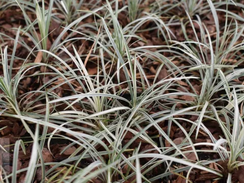 Ophiopogon japonicus 'Silver Mist'
