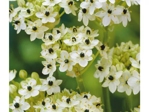 Ornithogalum 'Arabicum'