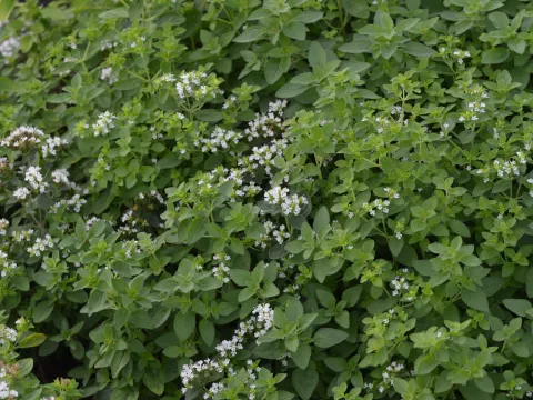 Origanum vulg. 'Aureum'