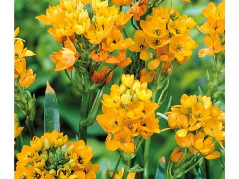 Ornithogalum 'Dubium'