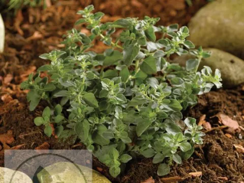 Origanum vulg. 'Hot and Spicy'