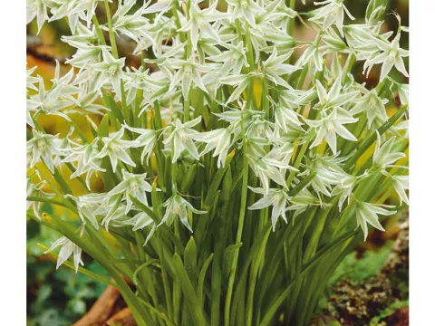 Ornithogalum nutans