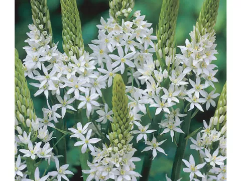 Ornithogalum ponticum 'Sochii'