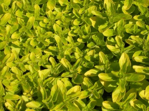 Origanum vulg. 'Thumble's Variety'