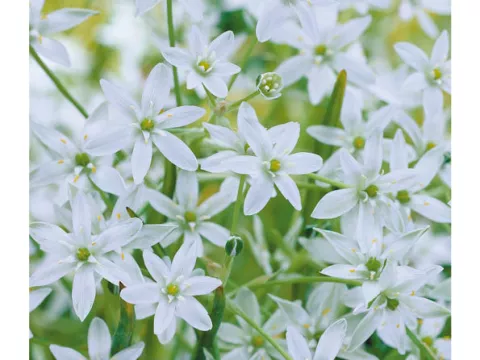 Ornithogalum 'Umbellatum'