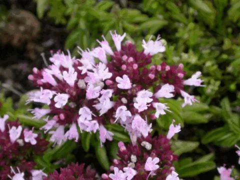 Origanum vulgare