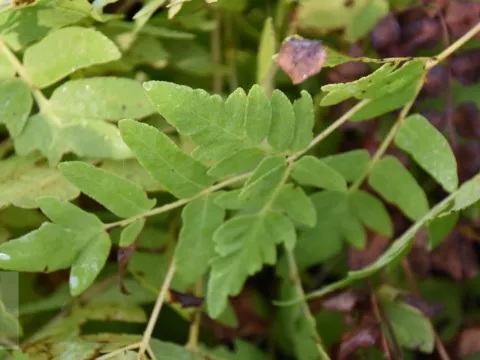 Osmunda regalis 'Purpurascens'