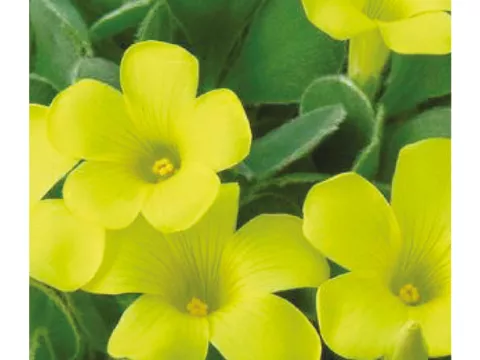 Oxalis pupurea 'Ken Aslet'