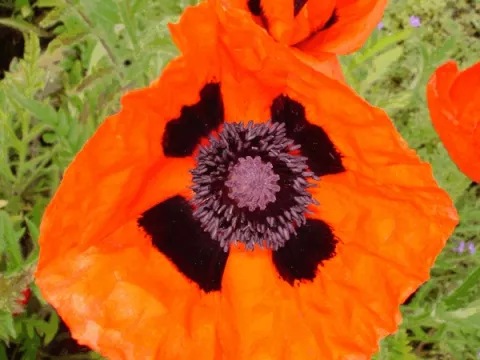 Papaver or. 'Brilliant'