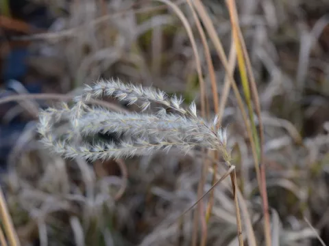Panicum virg. 'Cloud Nine'