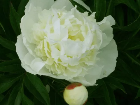 Paeonia (LD) 'Duchesse de Nemours'