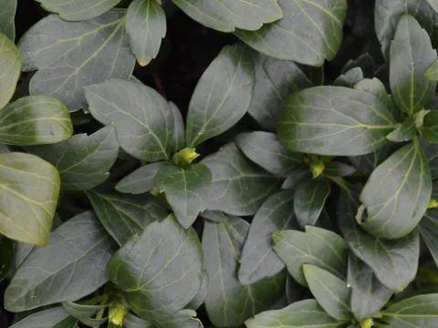 Pachysandra term. 'Green Carpet'