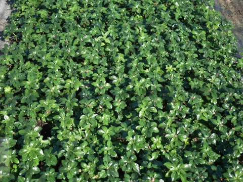 Pachysandra term. 'Green Sheen'