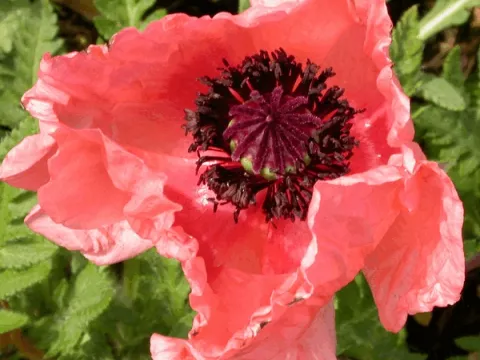 Papaver or. 'Helen Elizabeth'