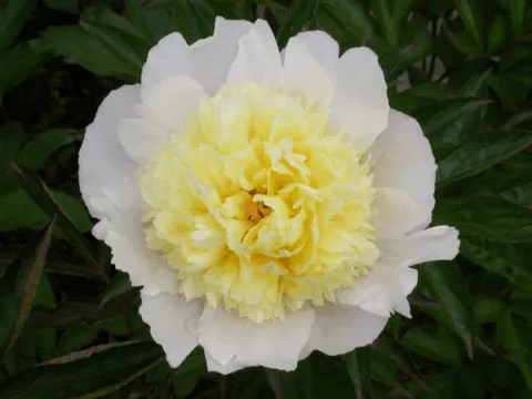 Paeonia (LD) 'Laura Dessert'