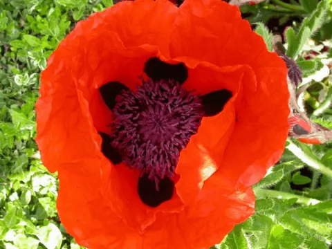 Papaver or. 'Marcus Perry'