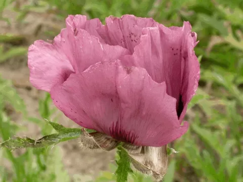 Papaver or. 'Patty's Plum'