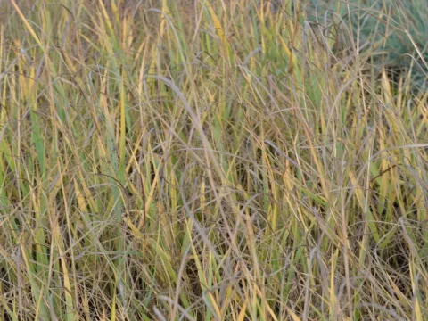 Panicum virg. 'Prairie Sky'