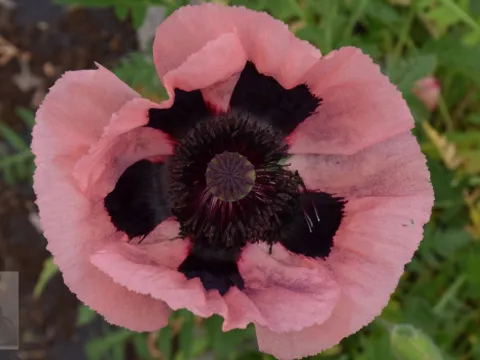 Papaver or. 'Prinzessin Viktoria Luise'