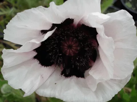 Papaver or. 'Perry's White'