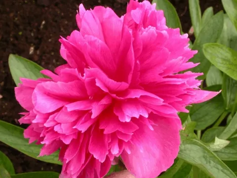 Paeonia off. 'Rosea Plena'