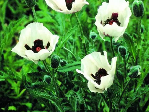 Papaver or. 'Royal Wedding'