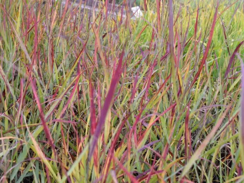 Panicum virg. 'Shenandoah'