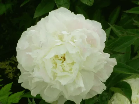 Paeonia (LD) 'Shirley Temple'