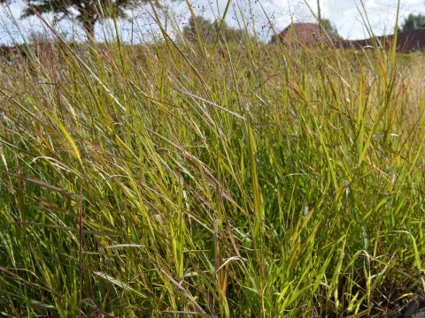 Panicum virg. 'Strictum'