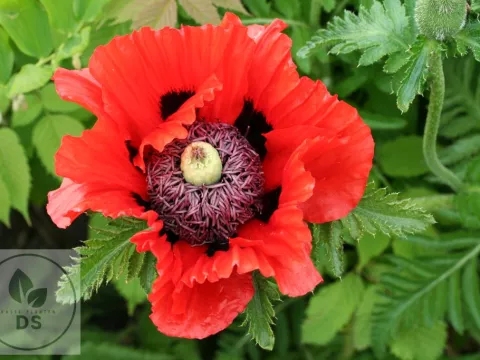 Papaver or. 'Turkenlouis'