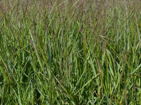 Panicum virg. 'Warrior'