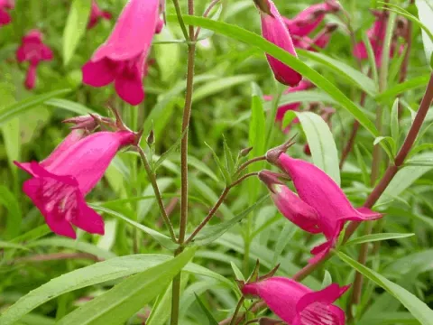 Penstemon 'And. an F. Hahn'(Garnet)