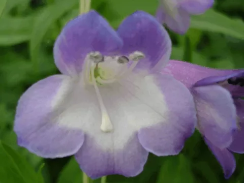 Penstemon 'Alice Hindley'