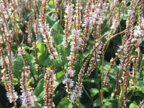 Persicaria amplex. 'Alba Junior'