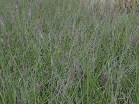 Pennisetum alopecuroides (stek)