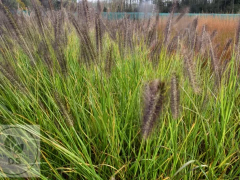 Pennisetum alopec. 'Black Beauty'