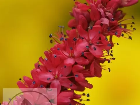 Persicaria amplex. 'Bloody Mary'