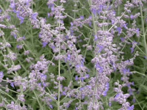 Perovskia atripl. 'Blue Spire'