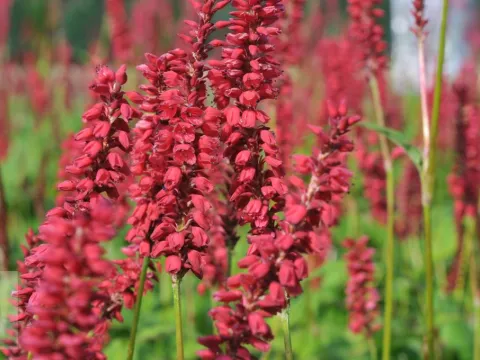Persicaria amplex. JS 'Caliente'