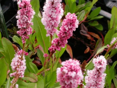 Persicaria affinis 'Donald Lowndes'