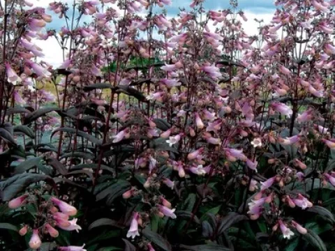 Penstemon 'Dark Towers'