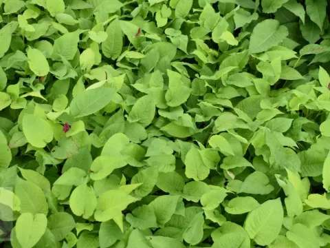 Persicaria amplex. 'Golden Arrow'