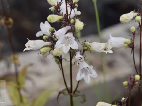 Penstemon digitalis 'Husker Red'