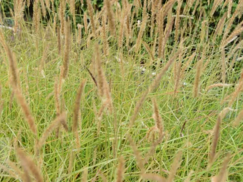 Pennisetum incomptum