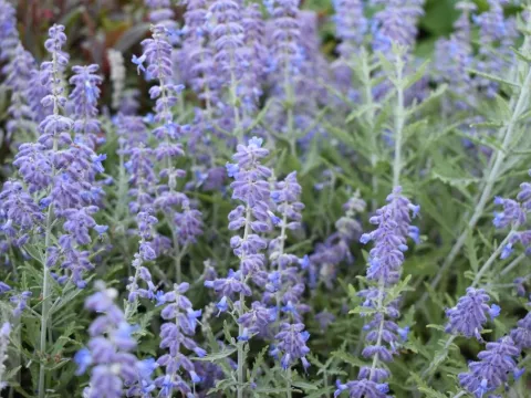 Perovskia atripl. 'Lacey Blue'