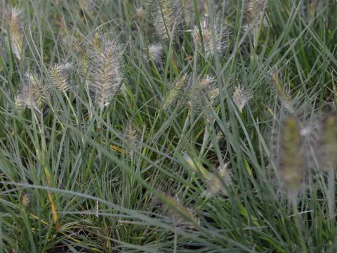 Pennisetum alopec. 'Little Bunny'