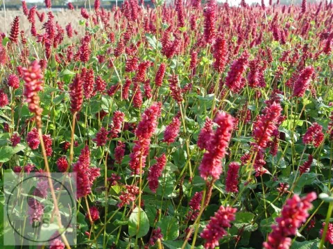 Persicaria amplex. 'Lisan'