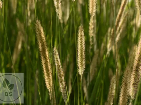 Pennisetum macrourum