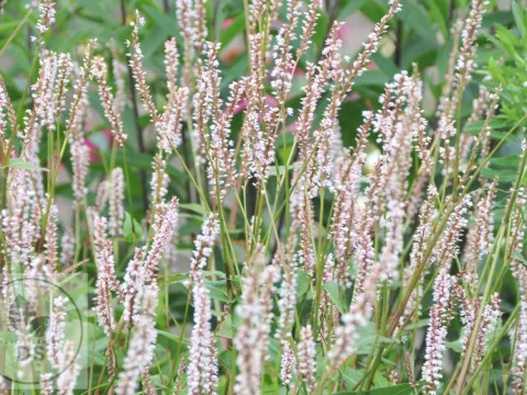Persicaria amplex. JS 'Misty Morning'
