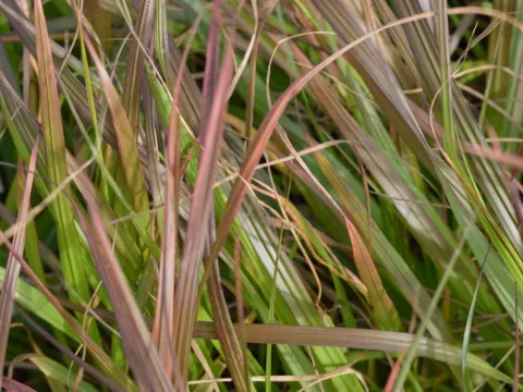 Pennisetum alopec. 'Moudry'